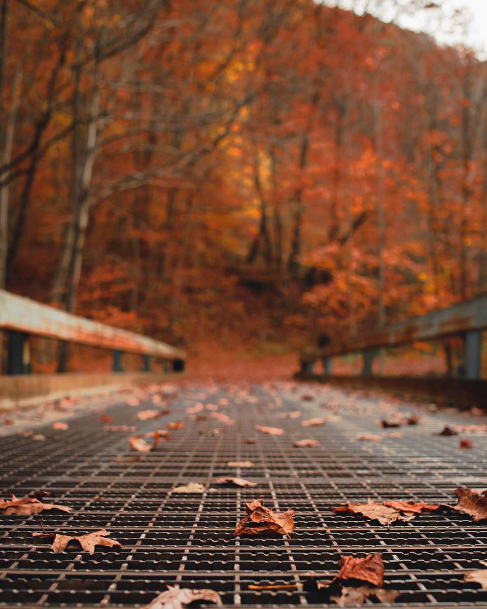 cucumber falls withered leaves on pavement dunbar